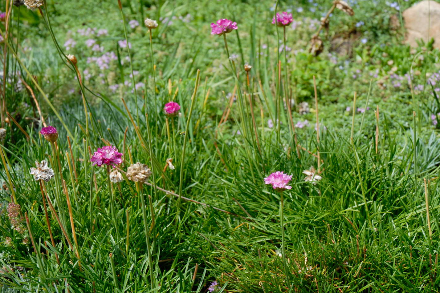 Sea Thrift